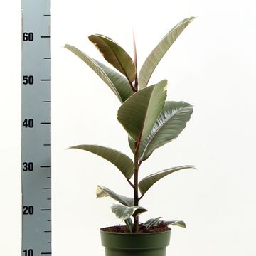 Ficus elastica 'Tineke'