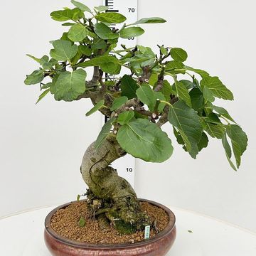 Ficus carica