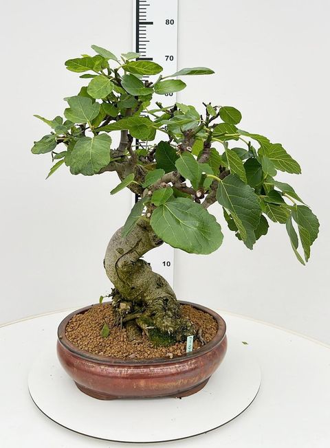Ficus carica