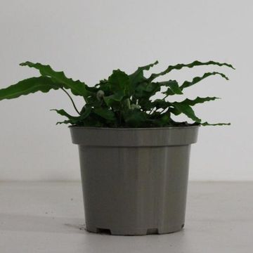 Asplenium scolopendrium