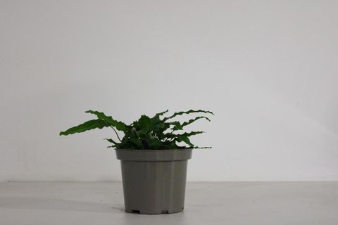 Asplenium scolopendrium