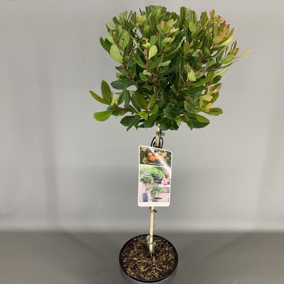 Arbutus unedo 'Compacta' — Plant Wholesale FlorAccess