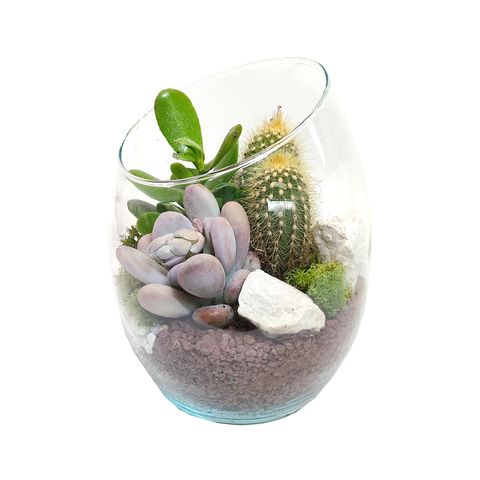 Arrangement Succulents