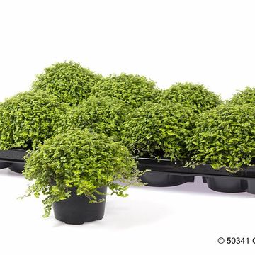 Soleirolia soleirolii