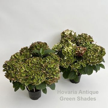 Hydrangea macrophylla HOVARIA ANTIQUE GREEN SHADES