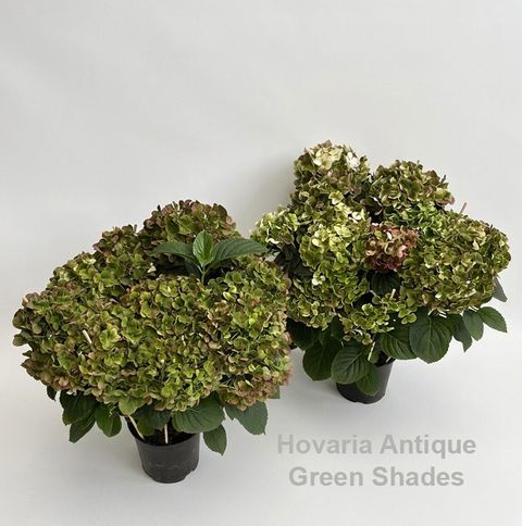 Hydrangea macrophylla HOVARIA ANTIQUE GREEN SHADES