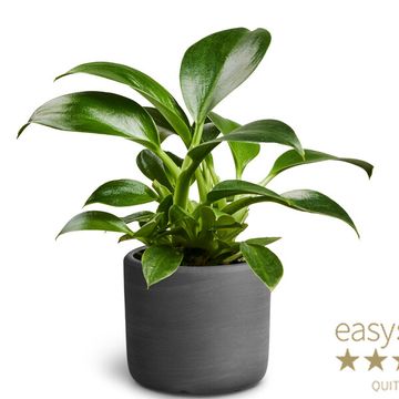 Philodendron 'Green Princess'