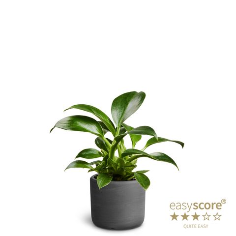 Philodendron 'Green Princess'