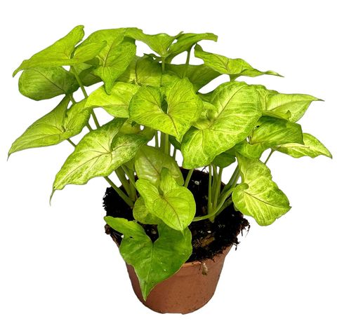 Syngonium 'Mango Allusion'