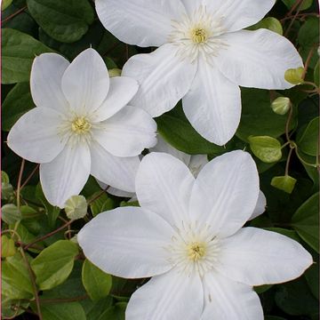 Clematis 'Shirayukihime' (EL)