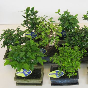 Bonsai MIX