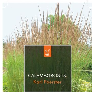 Calamagrostis x acutiflora 'Karl Foerster'