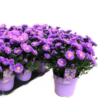 Aster ALPHA DARK PURPLE LAUNCH