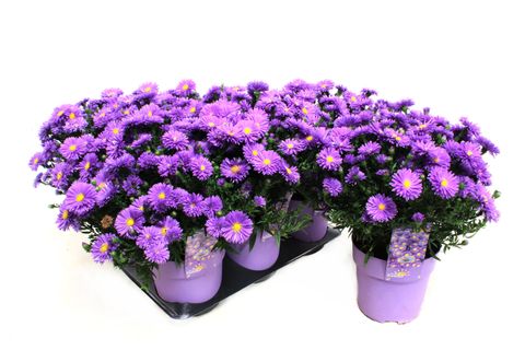 Aster ALPHA DARK PURPLE LAUNCH