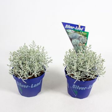 Leucophyta brownii