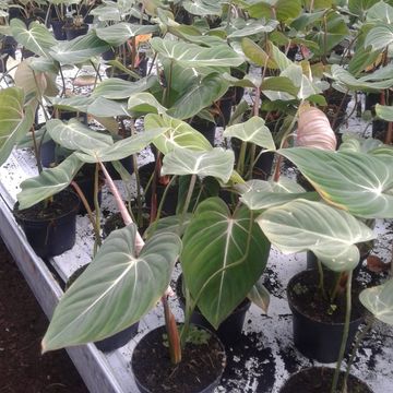 Philodendron gloriosum