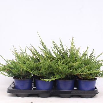 Juniperus horizontalis 'Prince of Wales'