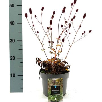 Sanguisorba officinalis 'Tanna'