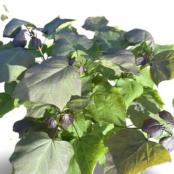 Catalpa x erubescens 'Purpurea'