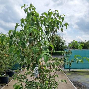 Cornus kousa 'Robert's Selectie'
