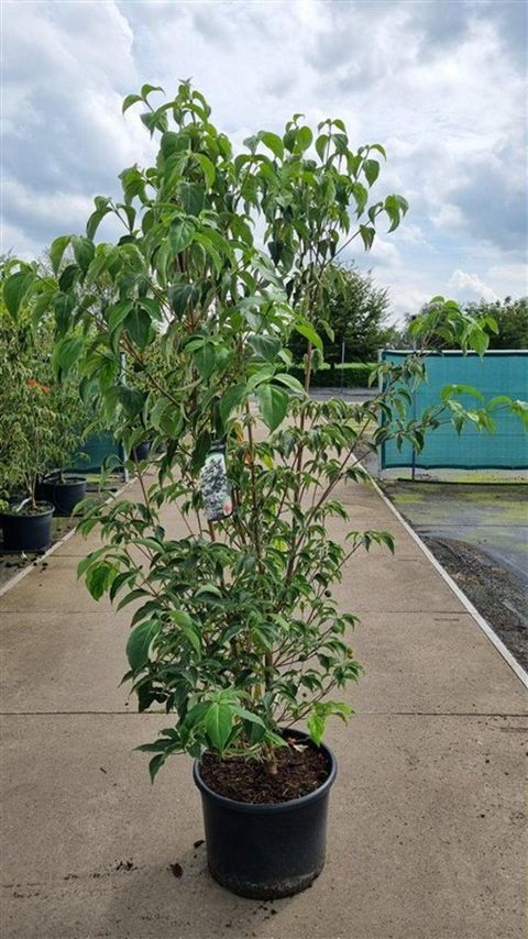 Cornus kousa 'Robert's Selectie'