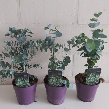 Eucalyptus gunnii