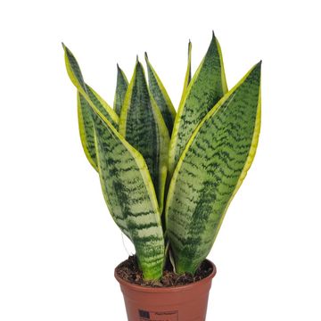 Sansevieria trifasciata 'Futura Superba'