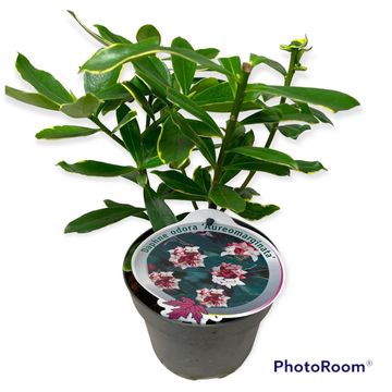 Daphne odora 'Aureomarginata'