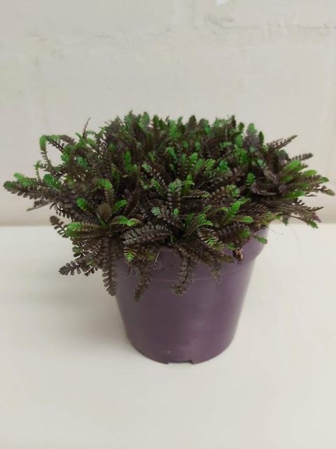Leptinella potentillina