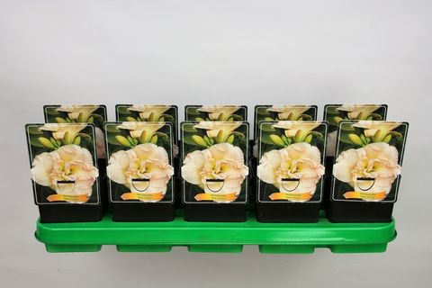 Hemerocallis 'Jean Swann'