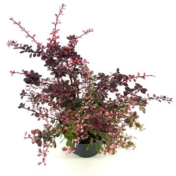 Berberis thunbergii 'Harlequin'