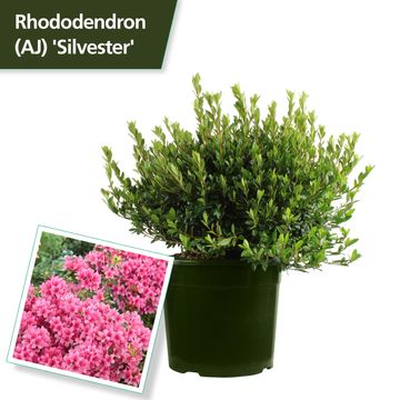 Rhododendron 'Silvester' (AJ)