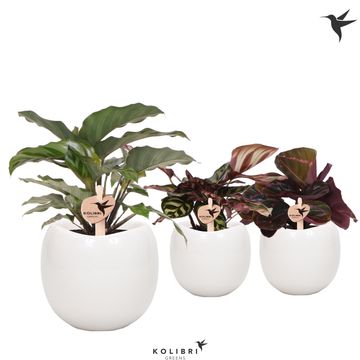 Calathea MIX