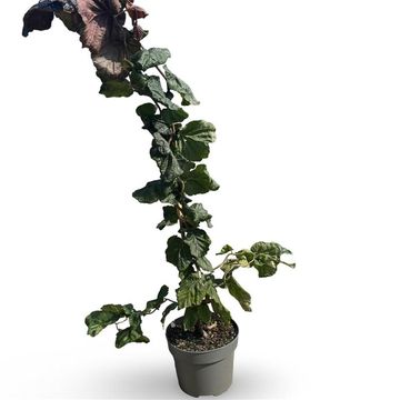 Corylus 'Red Majestic'