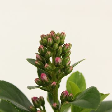 Escallonia laevis PINK ELLE