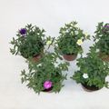 Calibrachoa MINIFAMOUS MIX