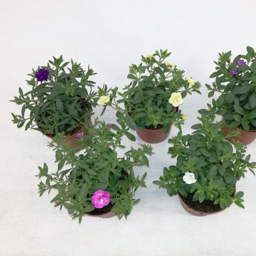 Calibrachoa MINIFAMOUS MIX