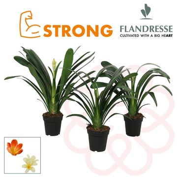 Clivia STRONG MIX