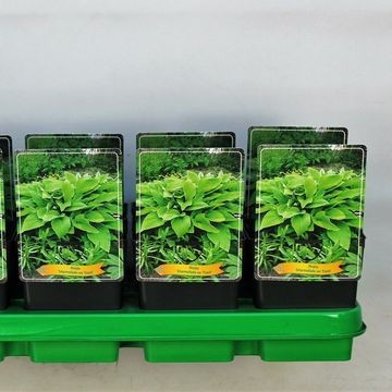 Hosta 'Marmalade on Toast'