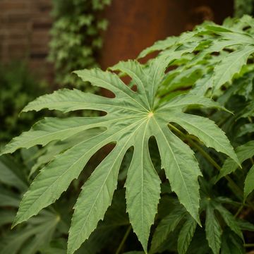 Fatsia polycarpa 'Needham's Lace'