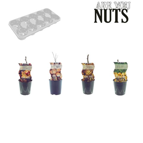 Nut plants MIX