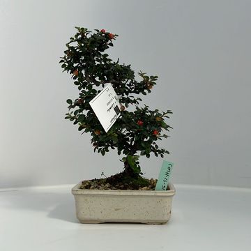 Cotoneaster horizontalis