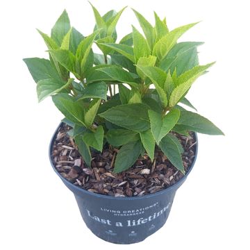 Hydrangea paniculata LIVING LITTLE ROSY