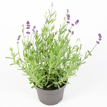 Lavandula angustifolia