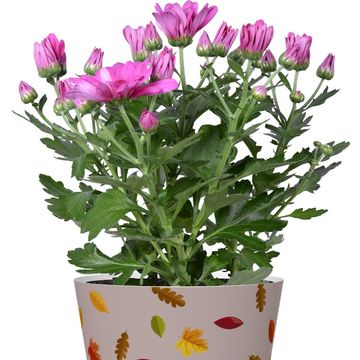 Blommande växter MIX