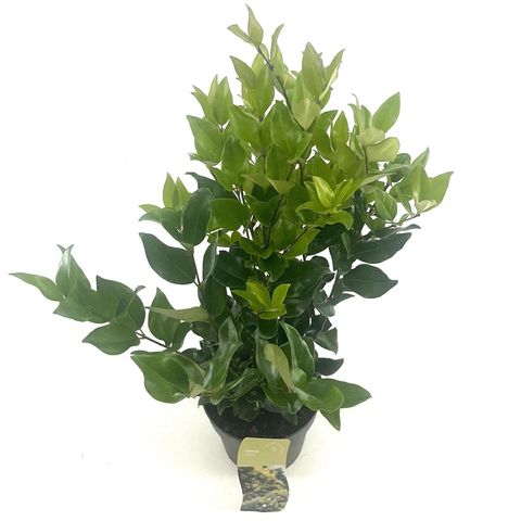 Ligustrum lucidum