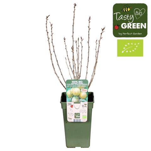 Ribes uva-crispa CRISPA GOLDLING