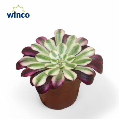 Aeonium 'Red Copper'
