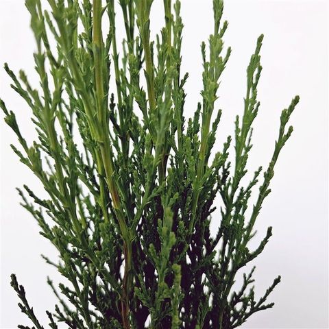 Cupressus sempervirens 'Totem'