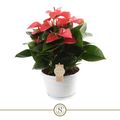 Anthurium PINK CHAMPION